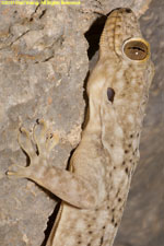 gecko closeup